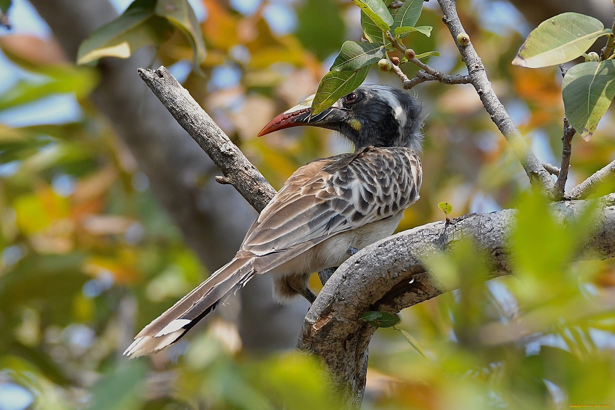 животные, птицы, птичка