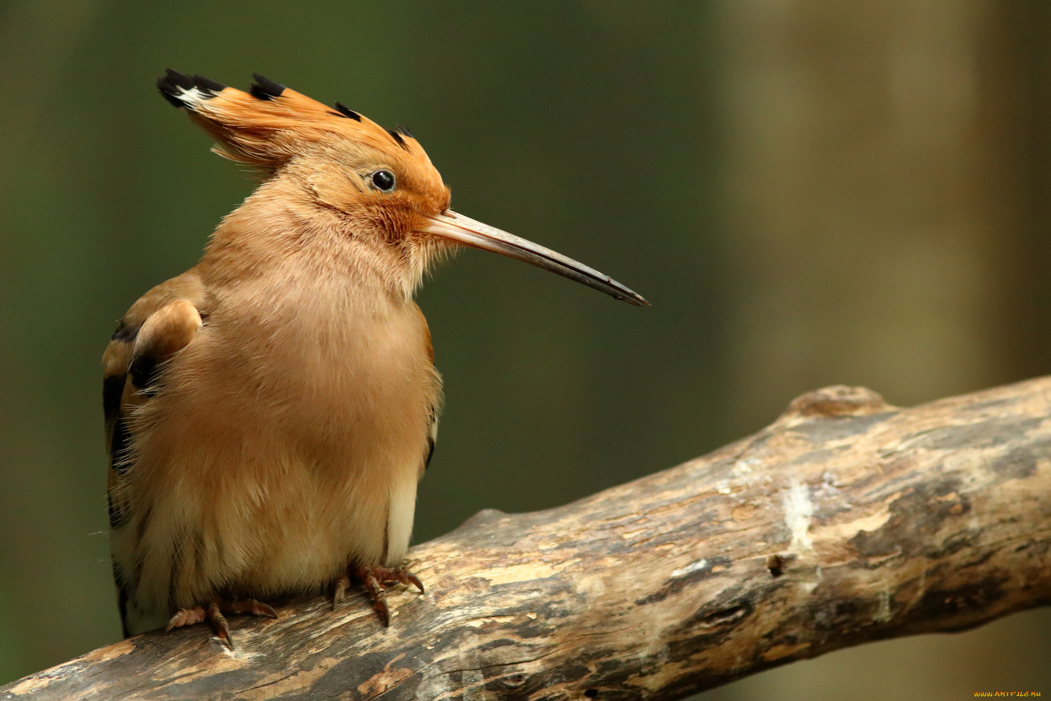 животные, удоды, птичка