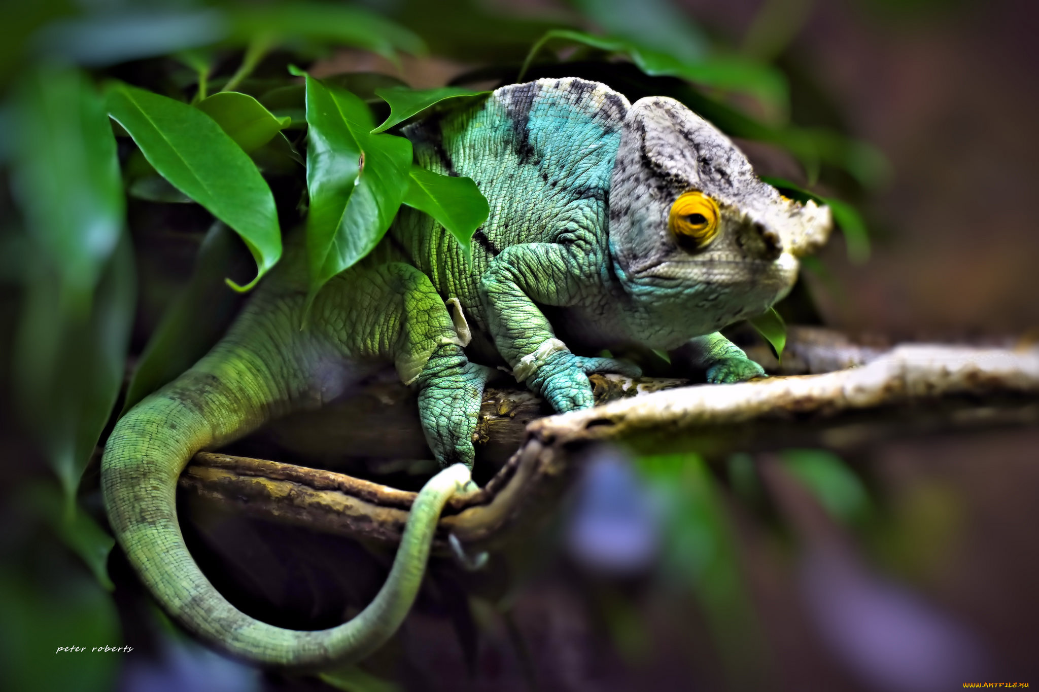 животные, Ящерицы, , игуаны, , вараны, ветка, хамелеон, чёрный, фон, ящерица