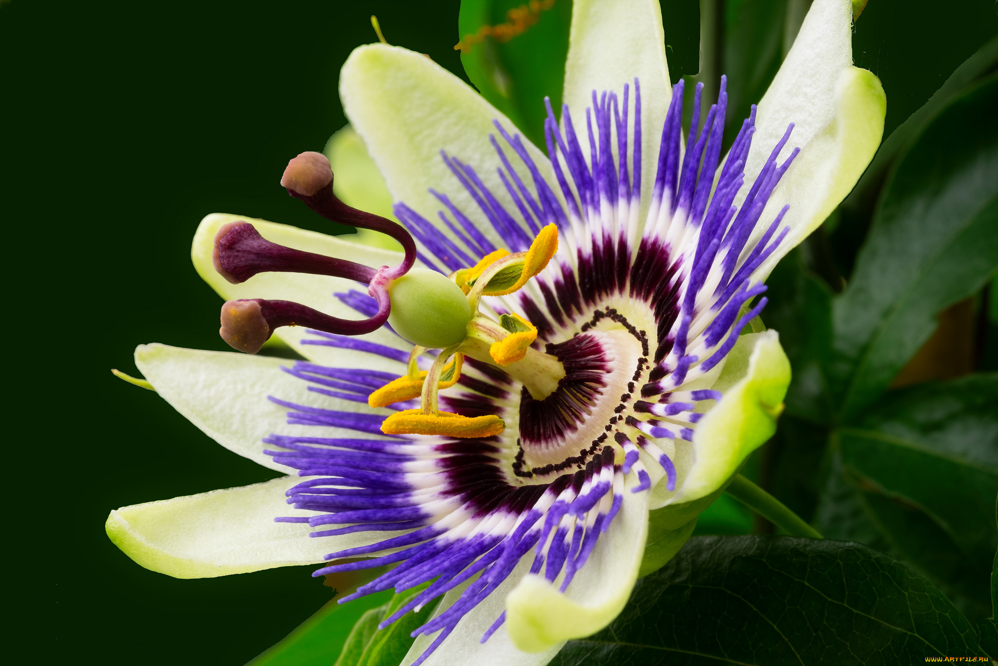 цветы, пассифлора, страстоцвет, макро, лепестки