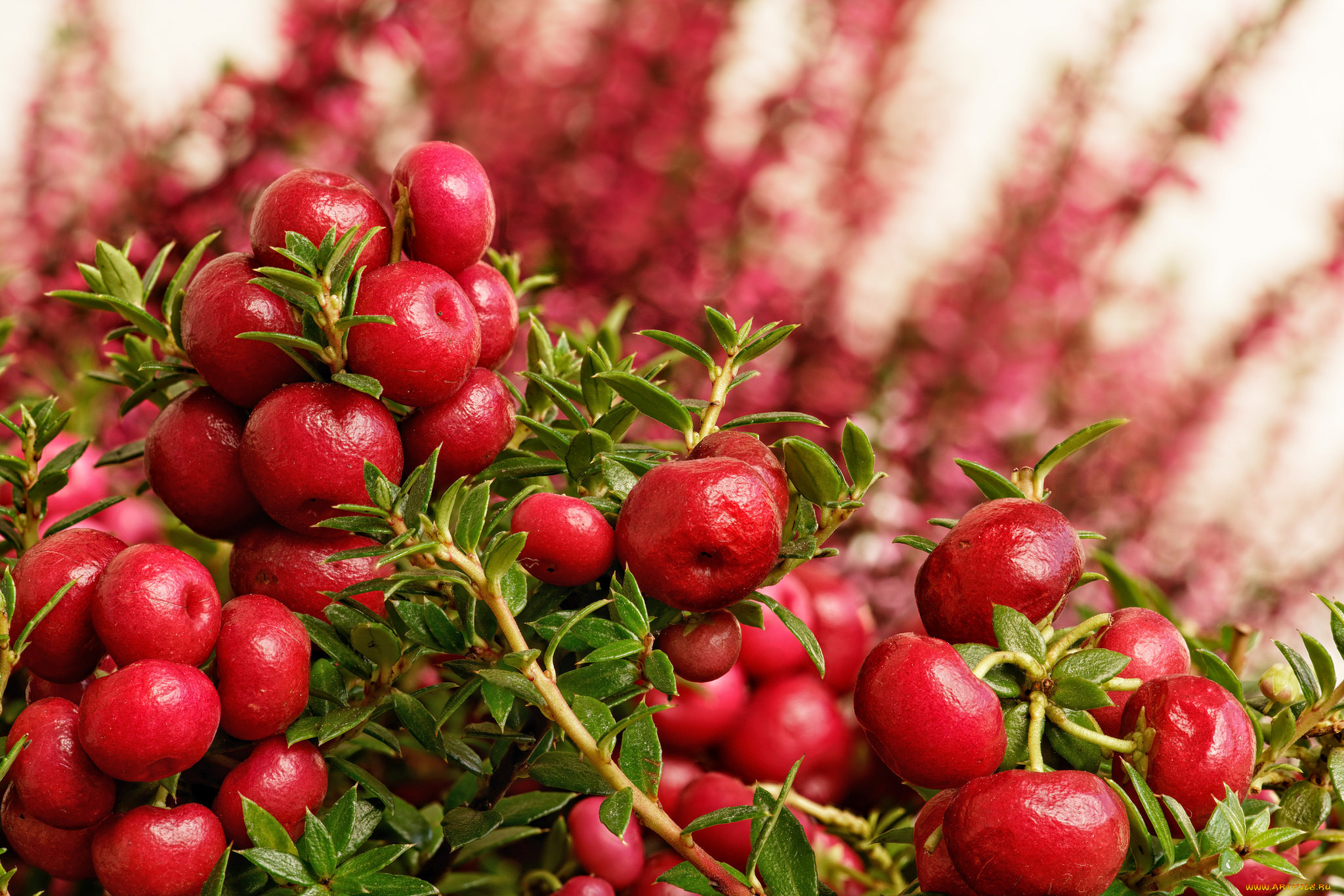 природа, Ягоды, простор