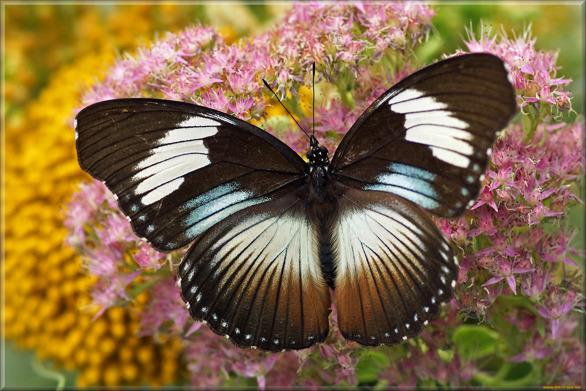 животные, бабочки, , мотыльки, , моли, бабочка