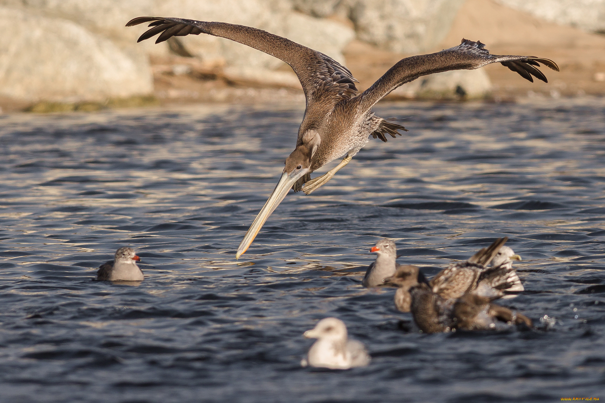 животные, пеликаны, птичка
