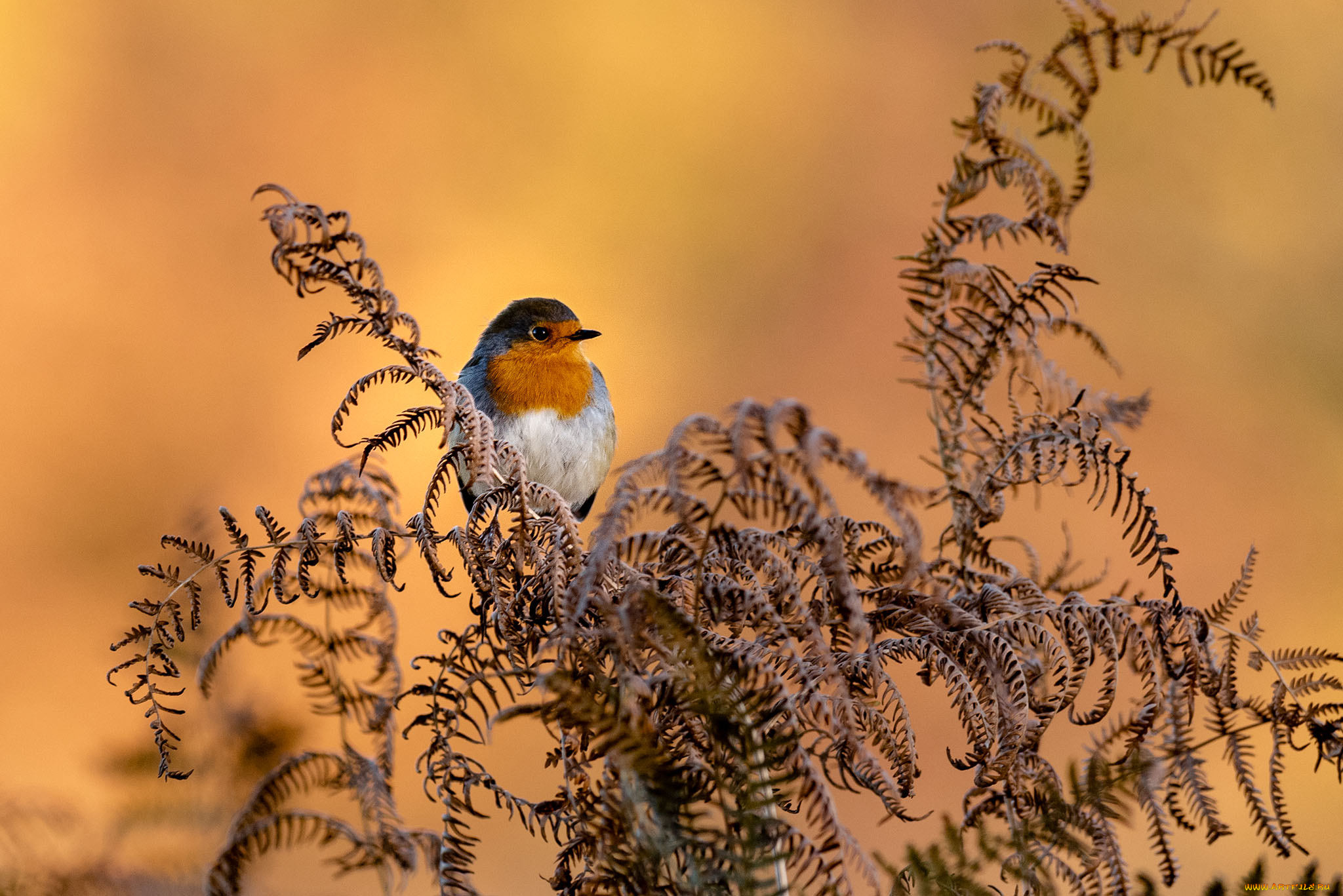 животные, птицы, птичка