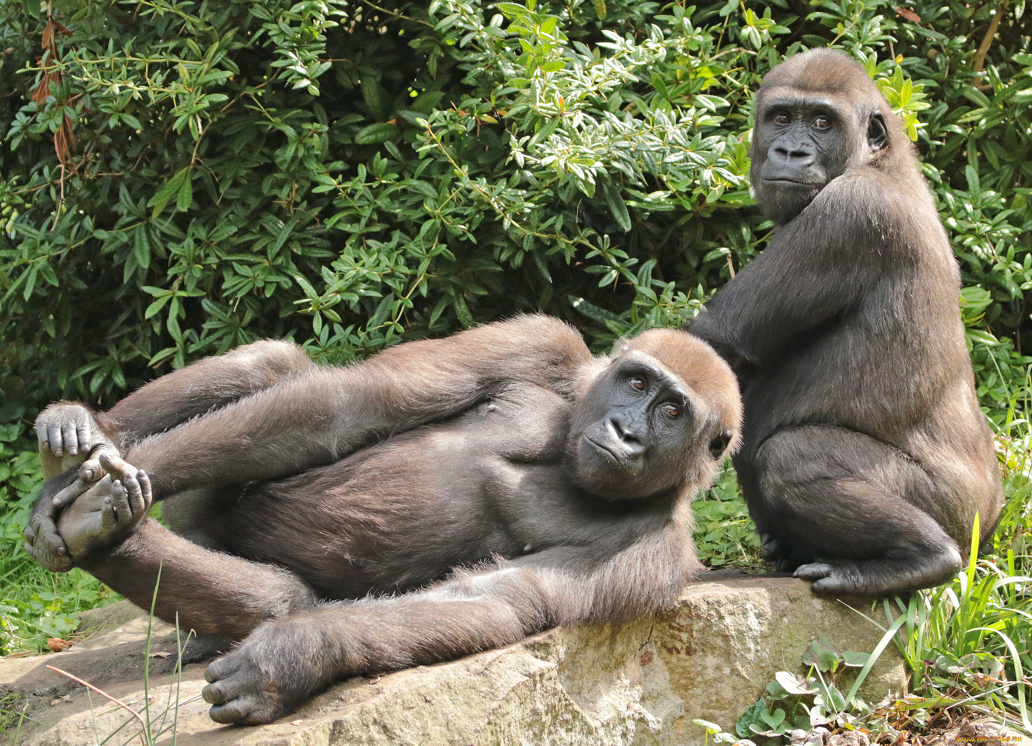 животные, обезьяны, обезьяна, животное, природа, зоо