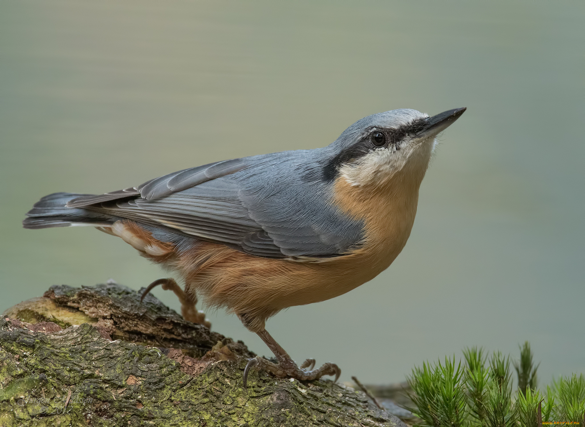 животные, поползни, птичка