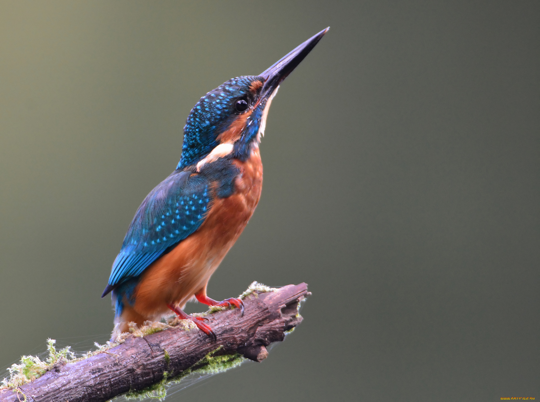 животные, зимородки, птичка