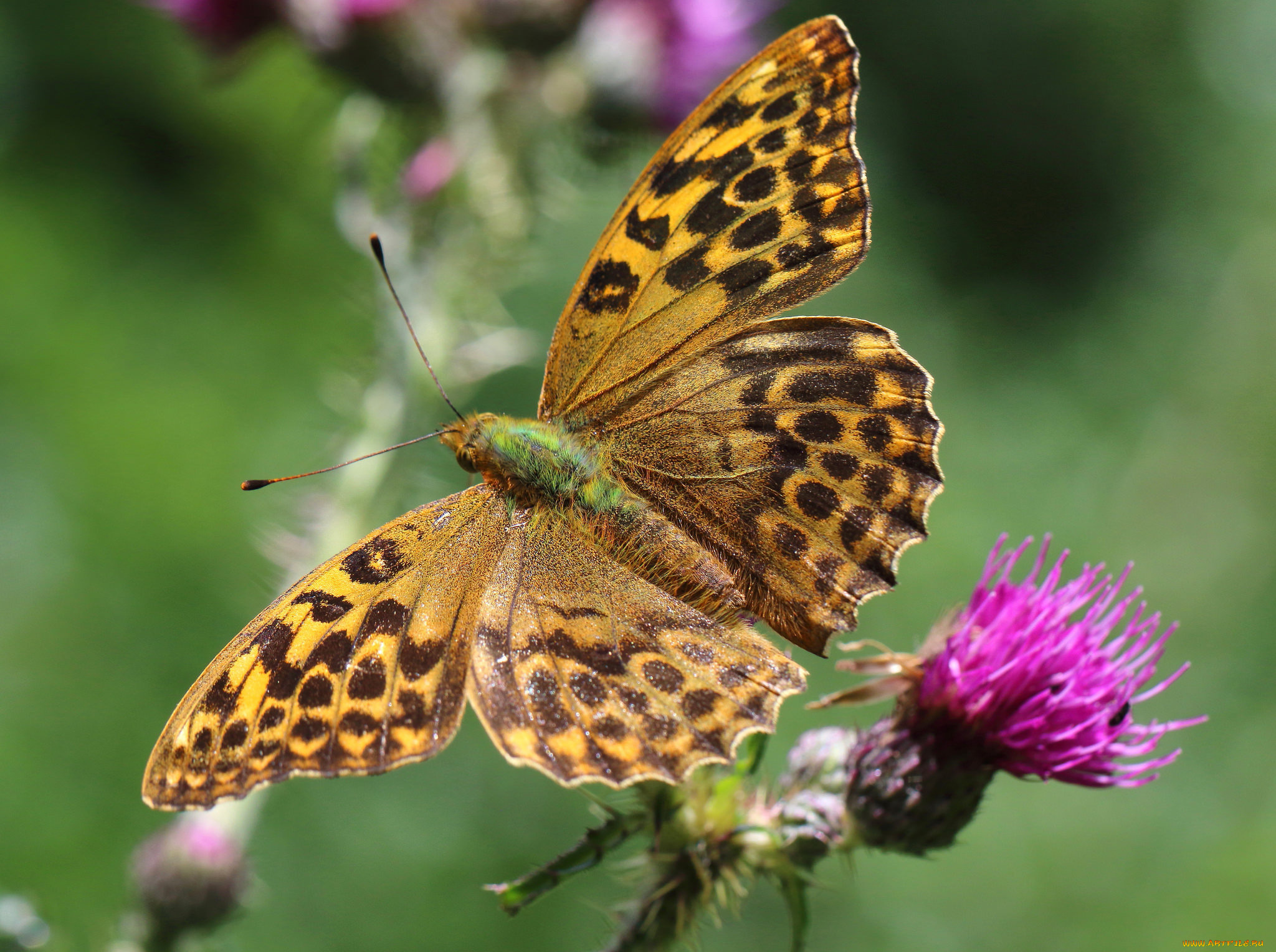 животные, бабочки, , мотыльки, , моли, бабочка