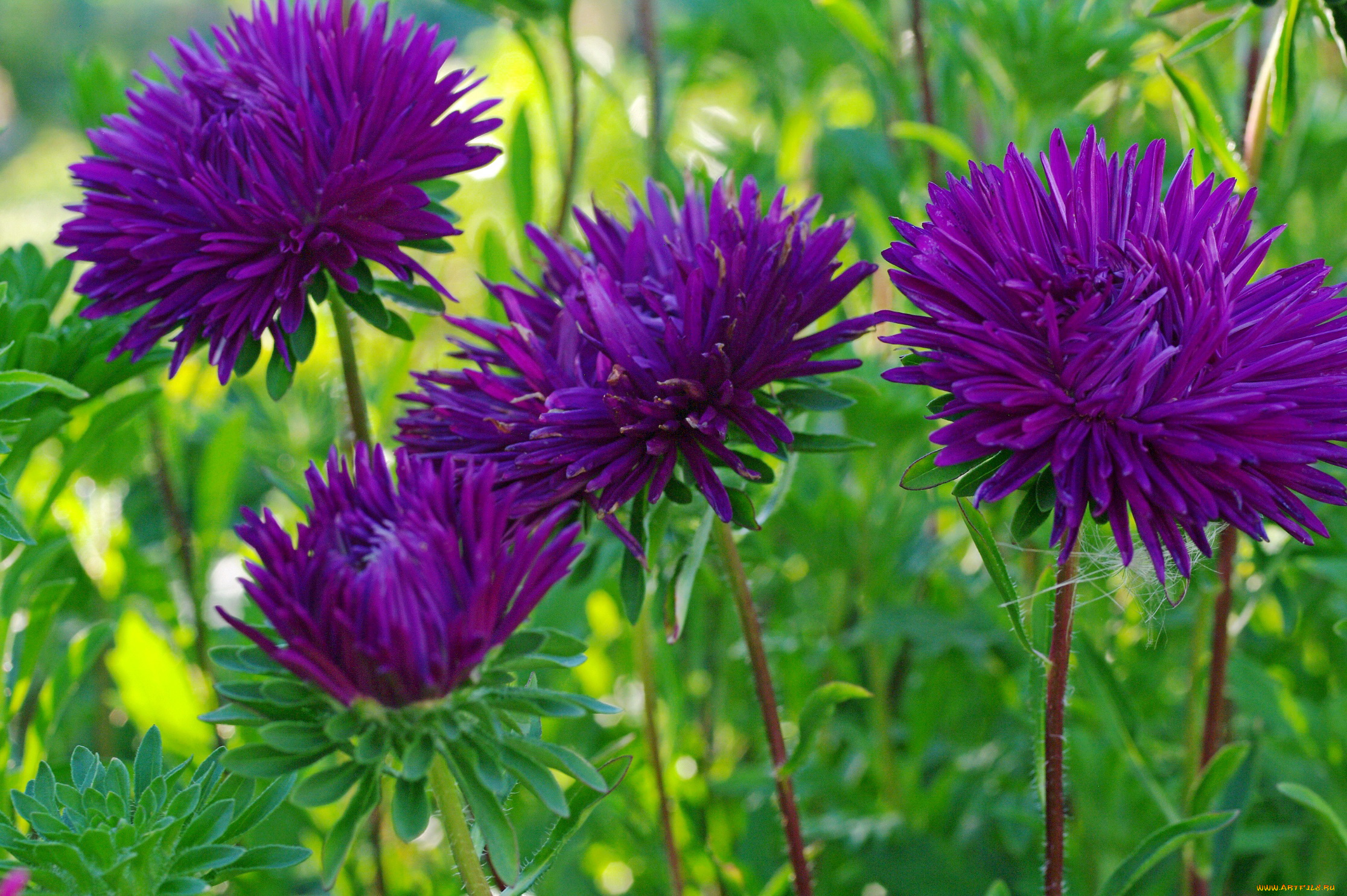 цветы, астры, август, дача, красота, однолетники, природа, растения, флора