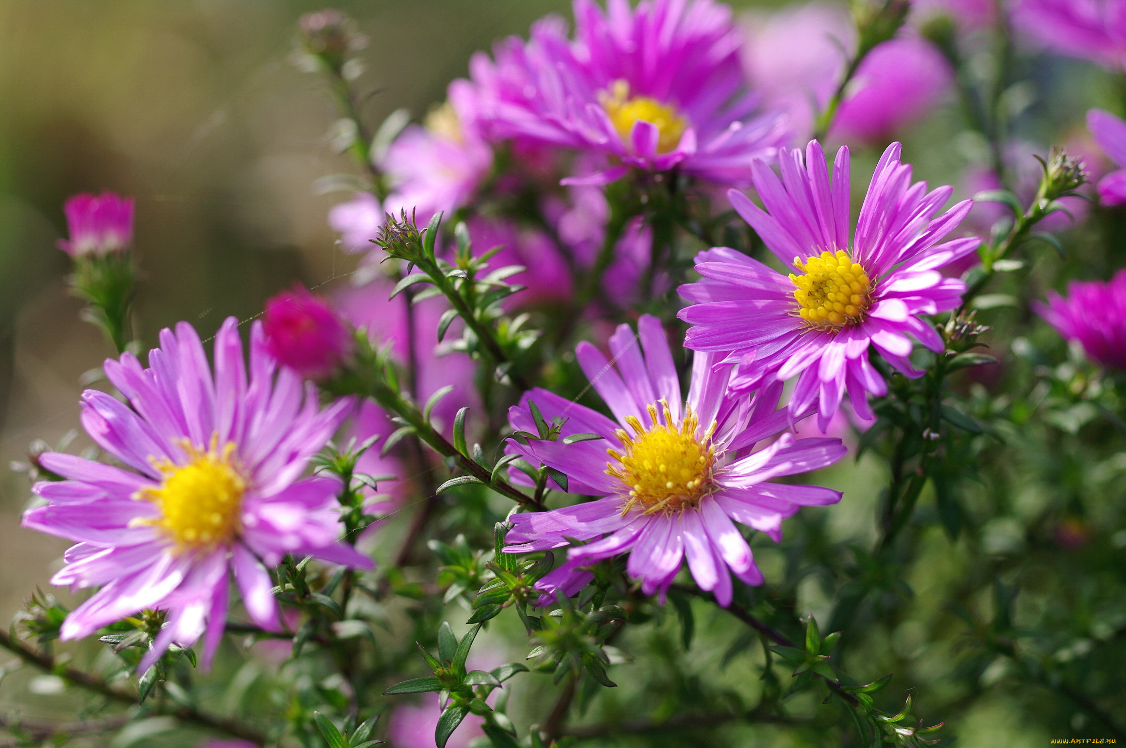 цветы, астры, октябрь, астра, кустовая, многолетники, красота, осень, макро, дача, флора, розовый, цвет, природа, растения