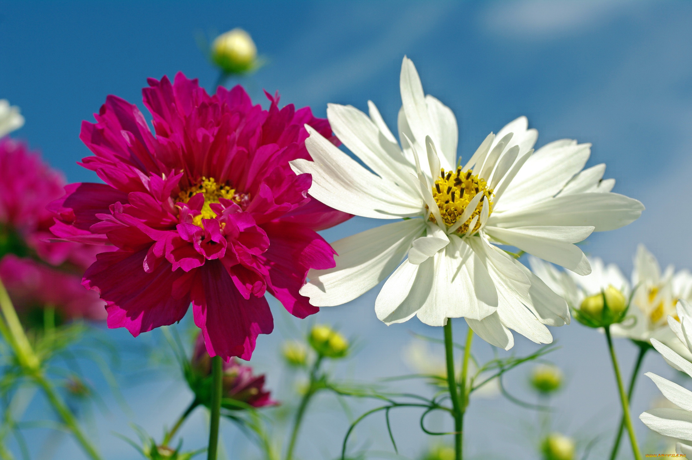 цветы, космея, растения, флора, природа, небо, однолетники, дача, красота