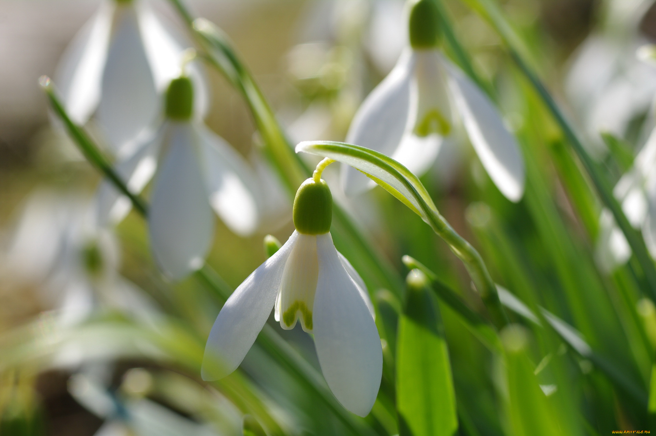 цветы, подснежники, , белоцветники, , пролески, флора, растения, природа, первоцветы, весна, белоснежность, макро, нежность, луковичные, галантус, дача, апрель