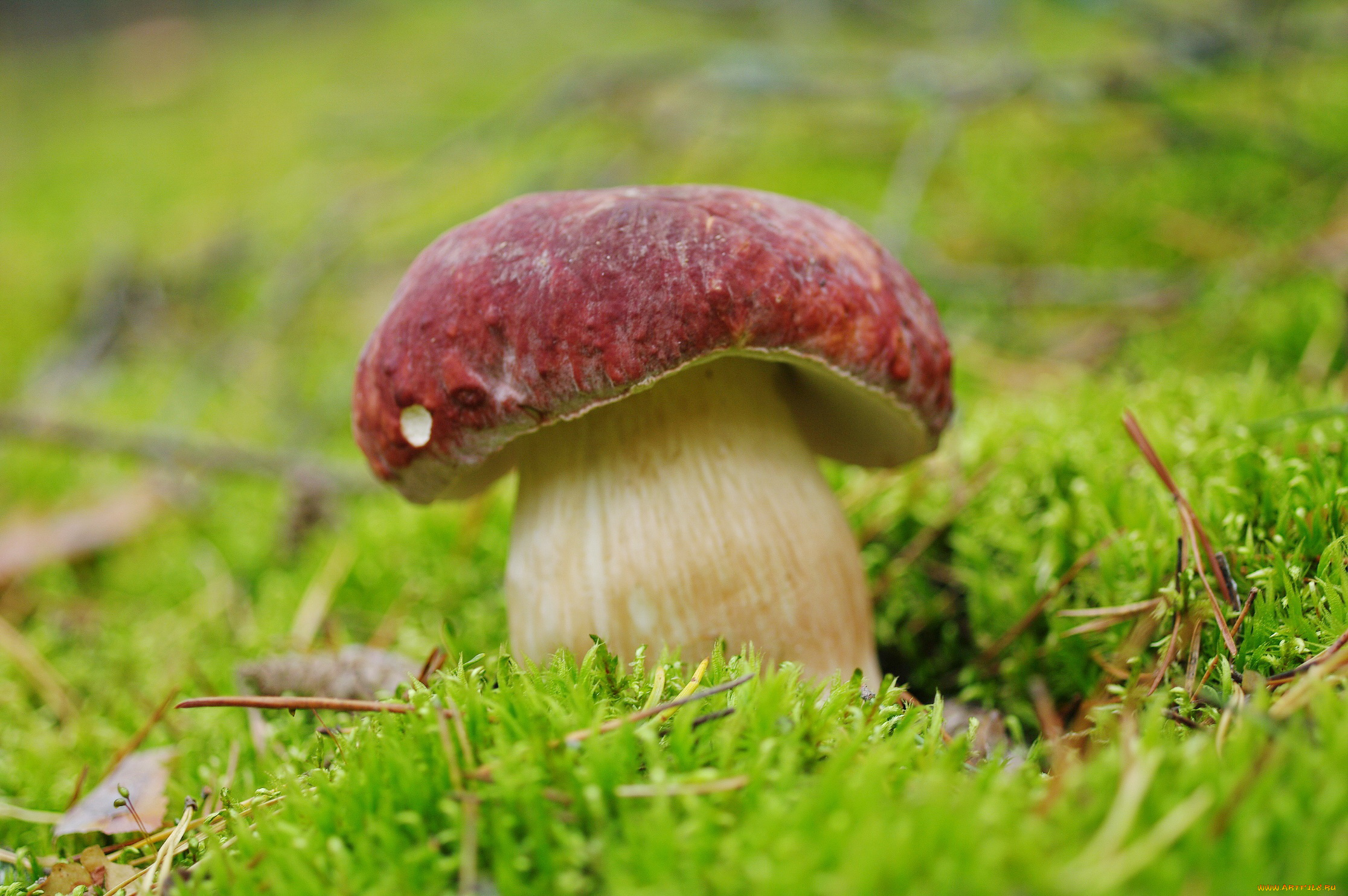 природа, грибы, белый, гриб, лес, мох, позитив, сентябрь, съедобные, трофеи