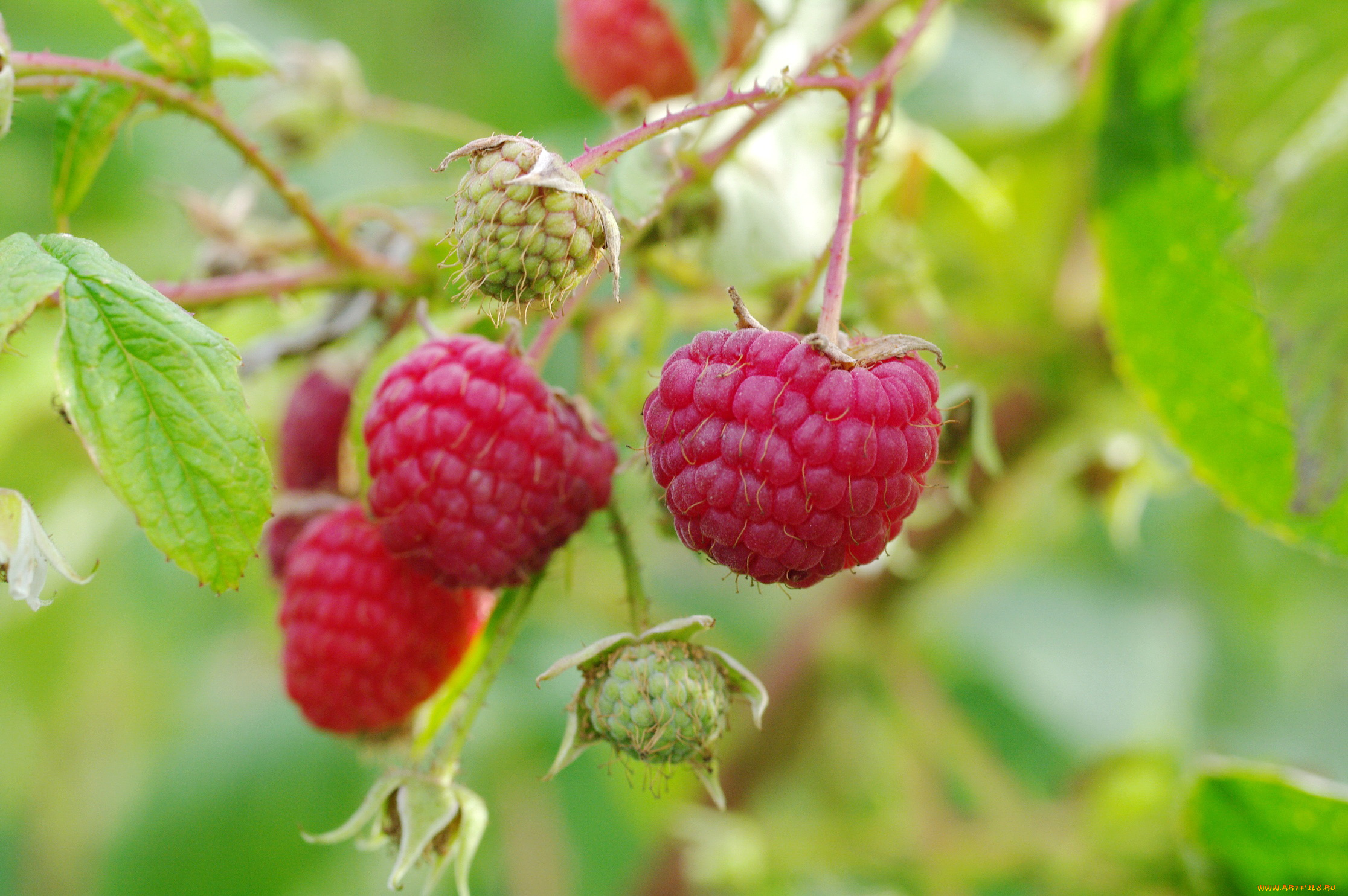 природа, Ягоды, красота, дача, позитив, октябрь, услада, ягоды, осень, малина, сладко, урожай, лакомство, десерт