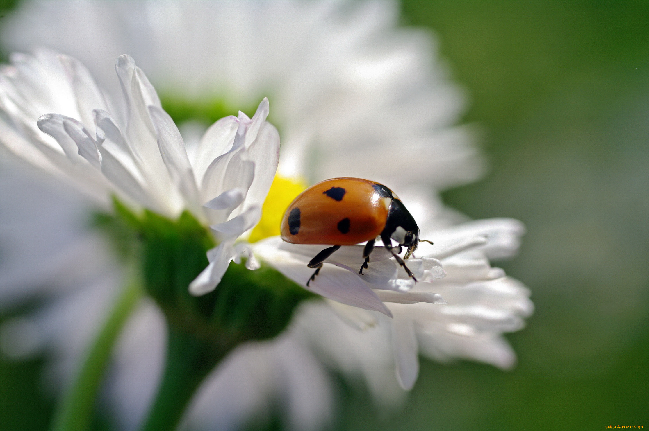 животные, божьи, коровки, божья, коровка, растения, июнь, насекомые, макро, красота, жуки, дача, природа, флора
