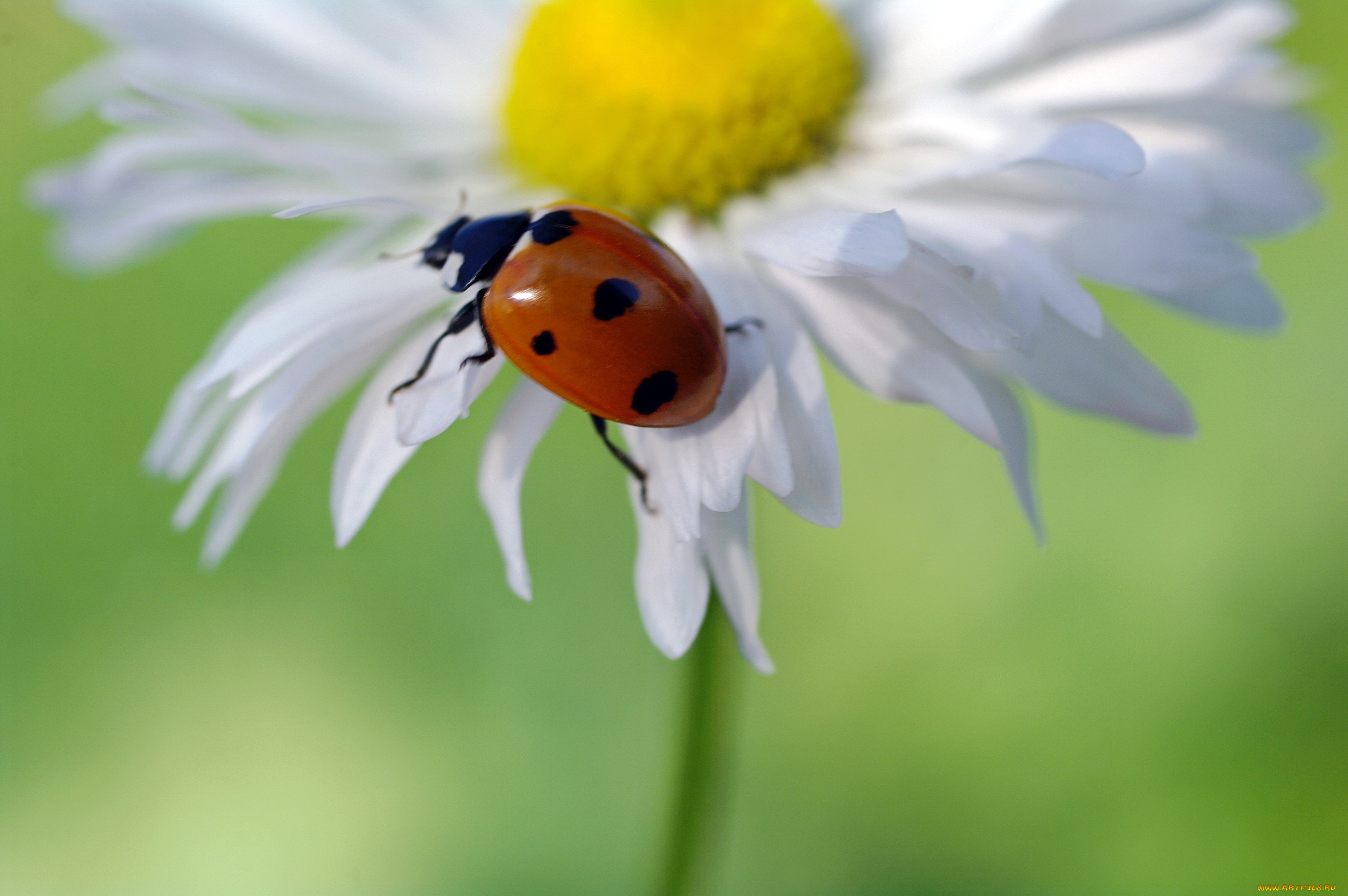 животные, божьи, коровки, дача, растения, красота, макро, насекомые, природа, июнь, жуки, божья, коровка, флора