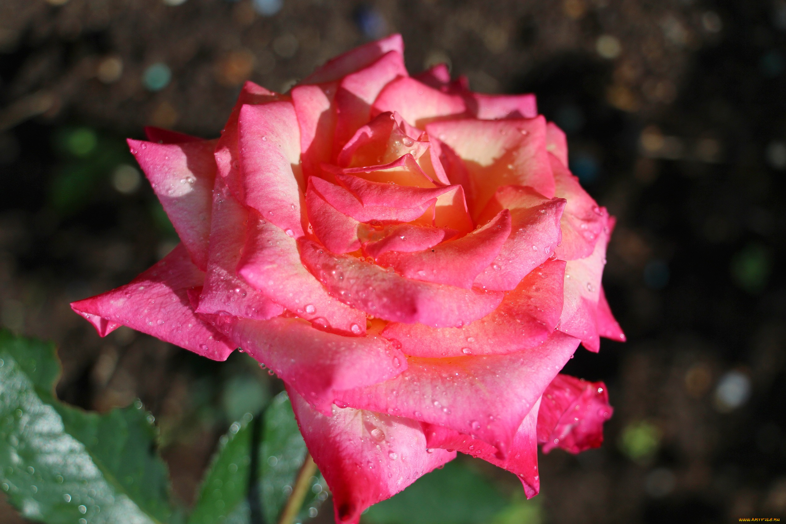 цветы, розы, blossoms, leaves, petals, bud, листья, лепестки, rose, цветение, роза, бутон