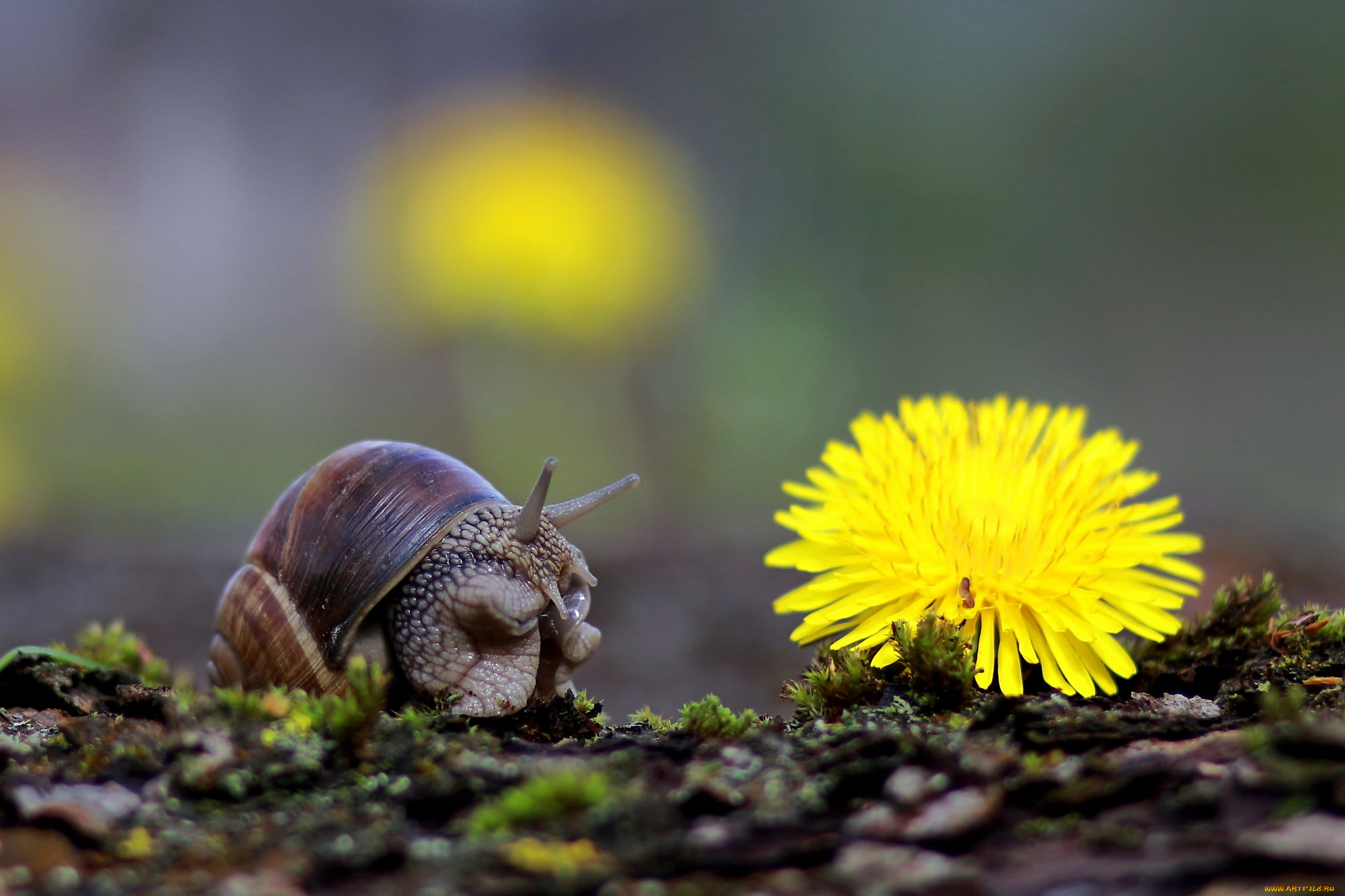 животные, улитки, мох, макро, фон, улитка, одуванчик