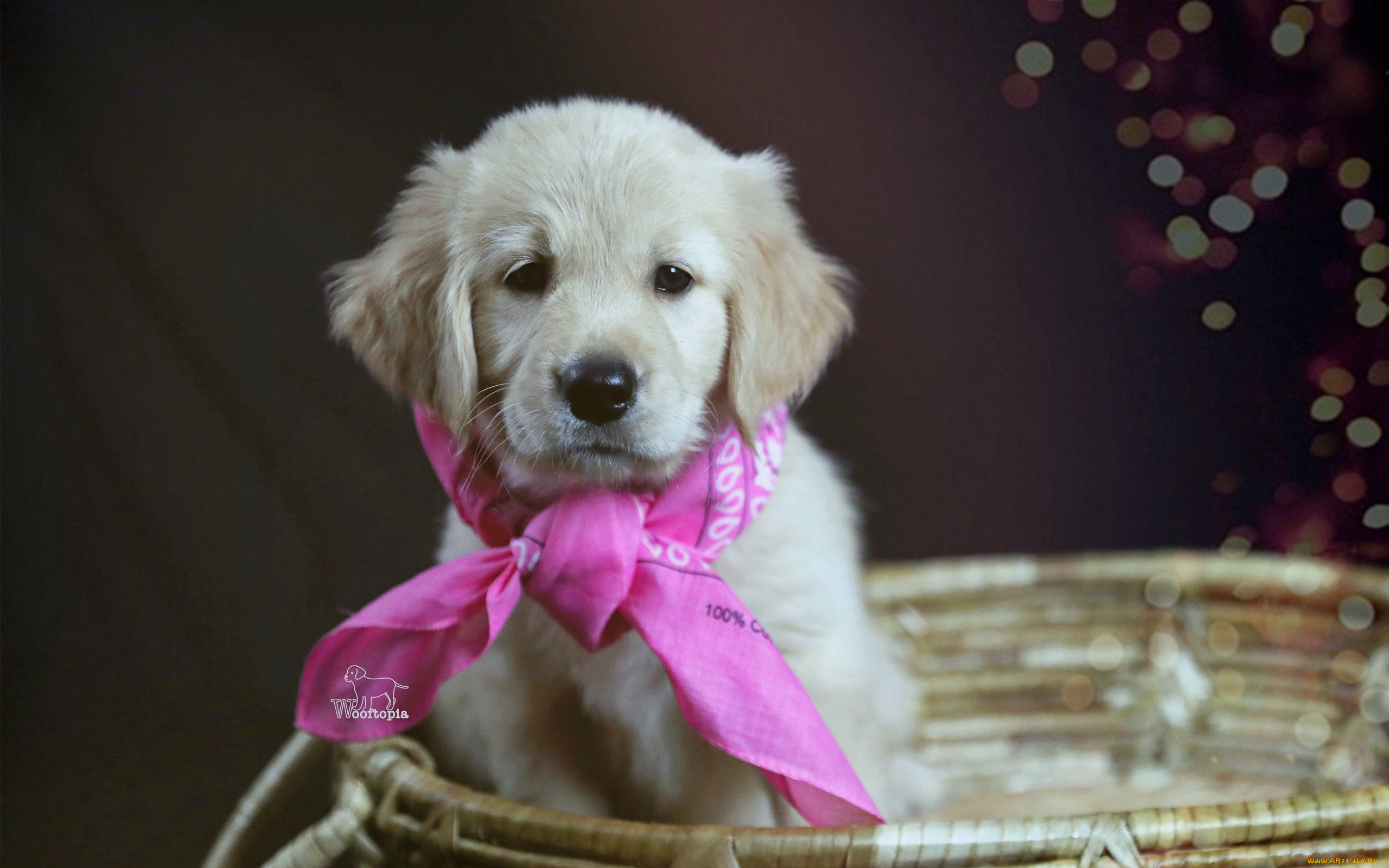 животные, собаки, корзина, косынка, щенок, голден, ретривер, золотистый, собака