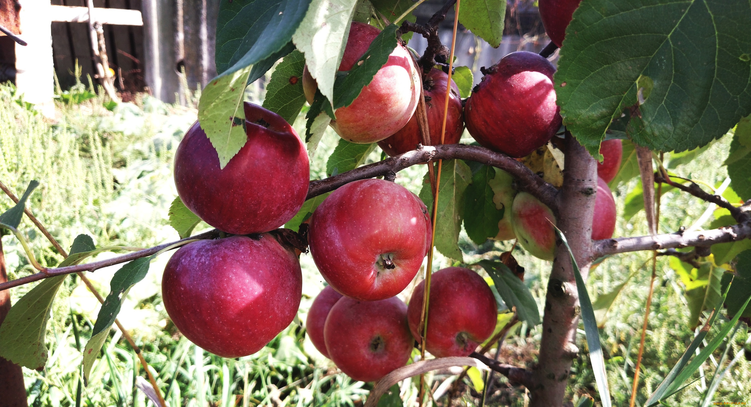 природа, плоды, яблоки