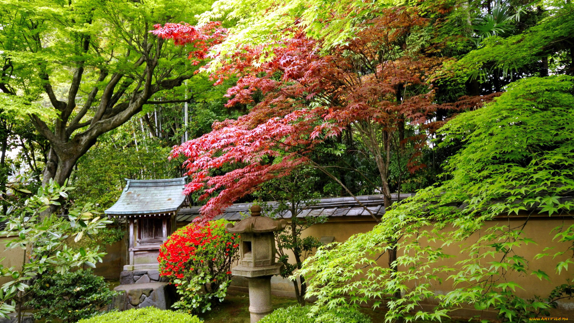 природа, парк, японский, садик