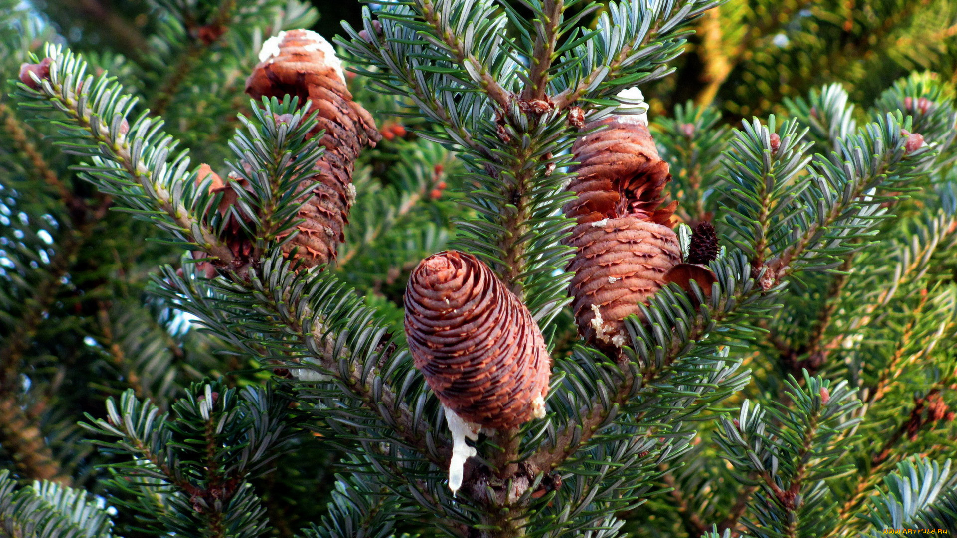 природа, шишки, , жёлуди, , каштаны