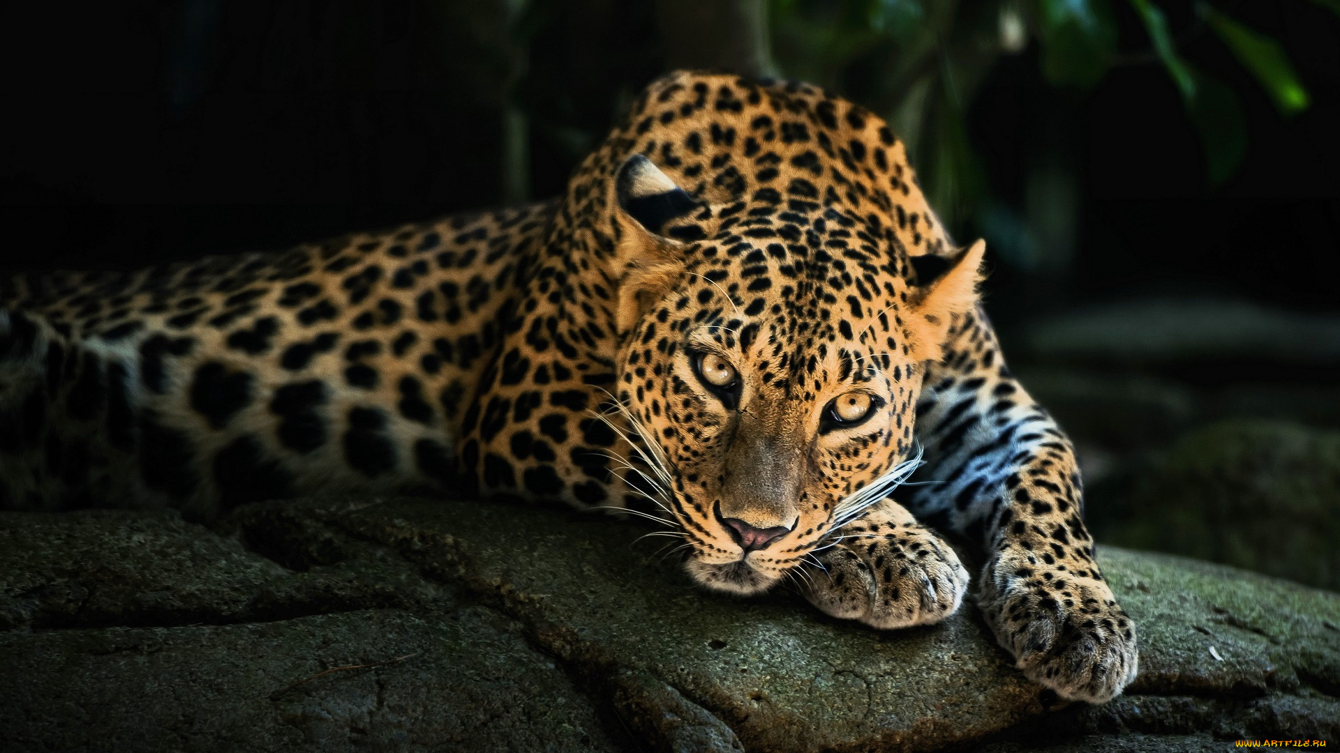 животные, леопарды, леопард, камни