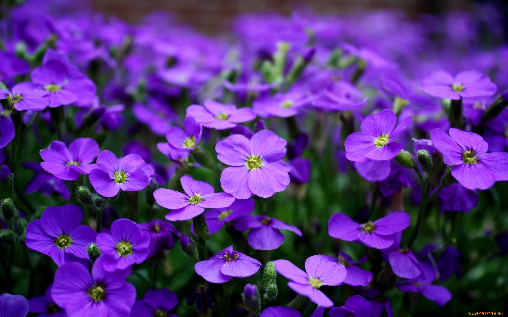 цветы, обриета, сиреневые, луг