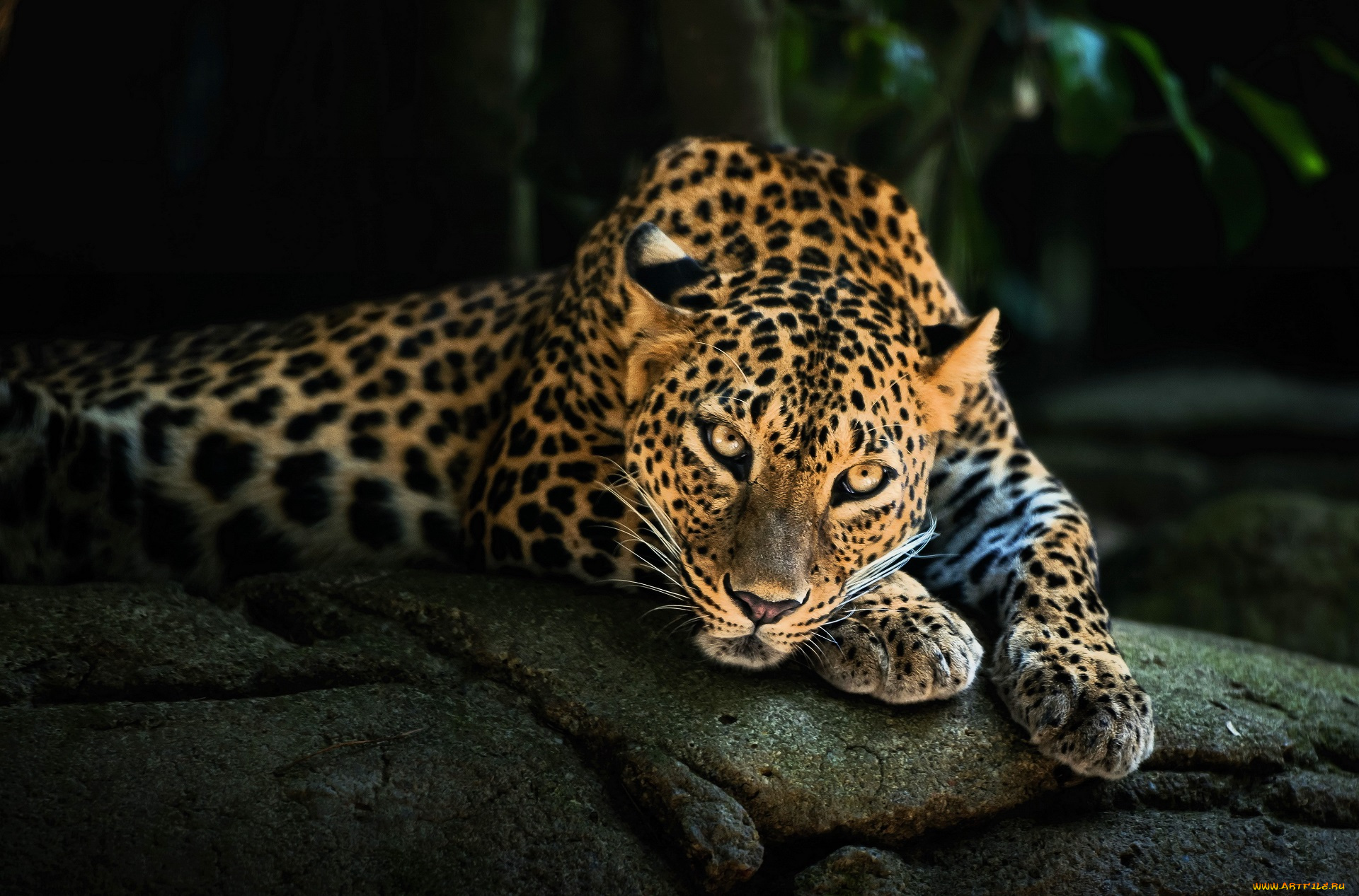 животные, леопарды, леопард, камни