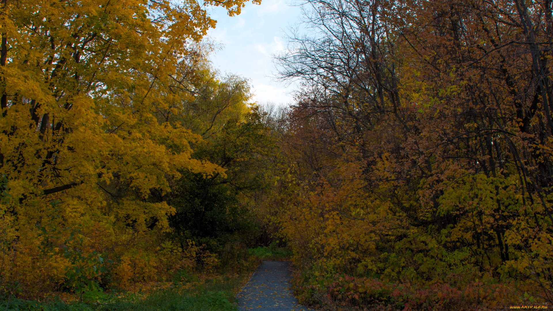 природа, дороги, лес, осень, дорога