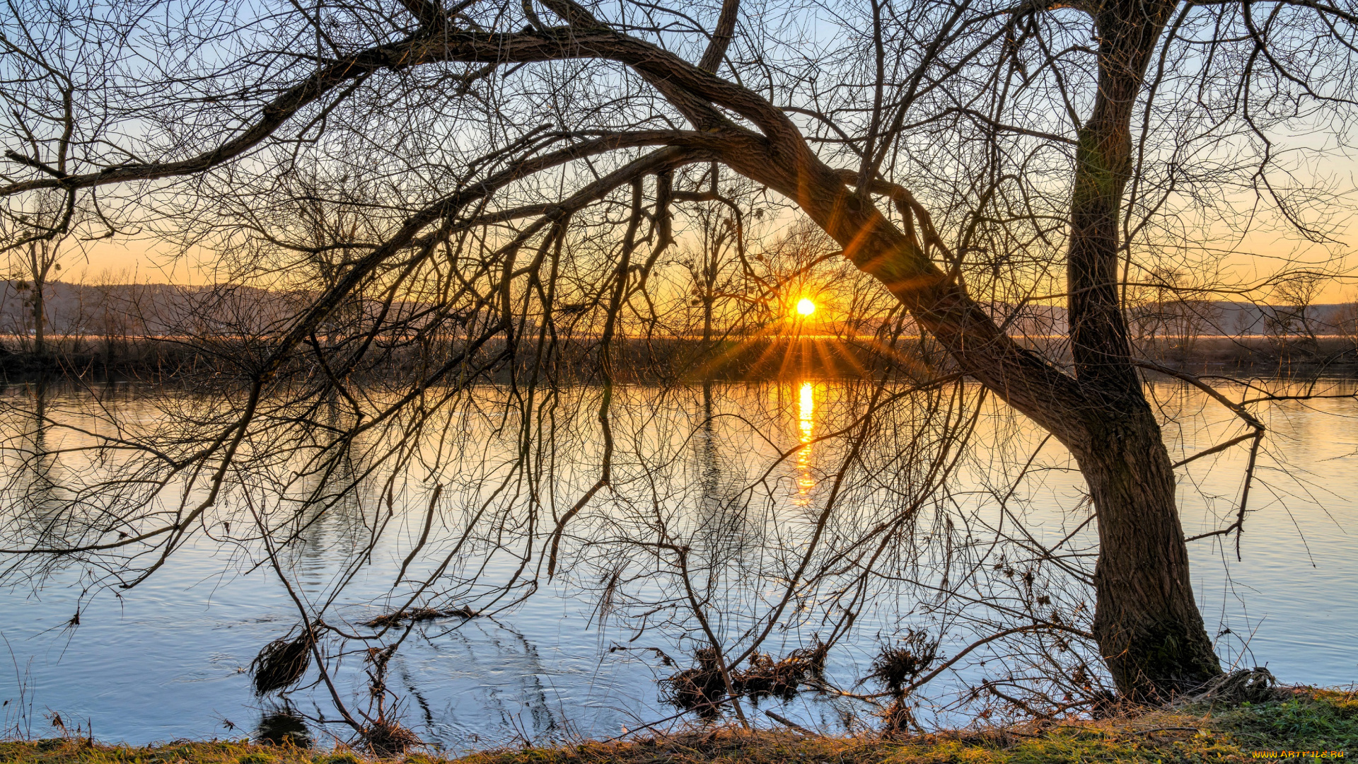 природа, реки, озера, река, дерево, закат