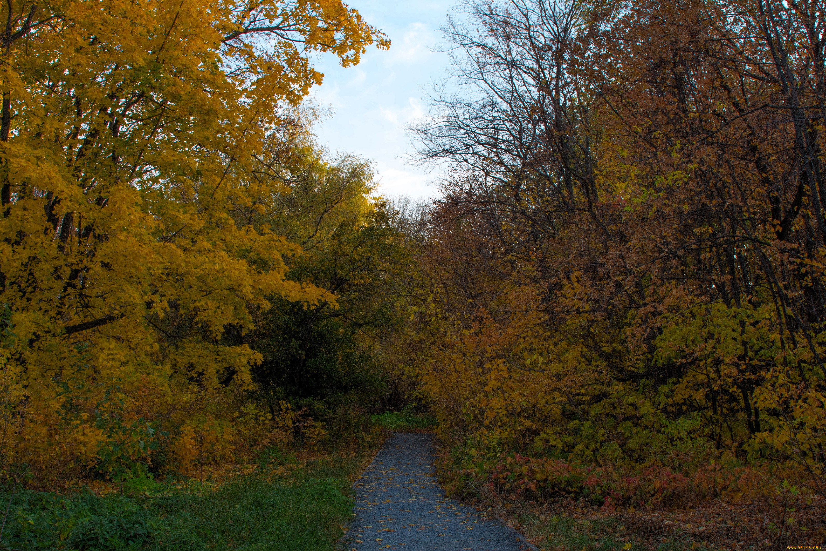 природа, дороги, лес, осень, дорога