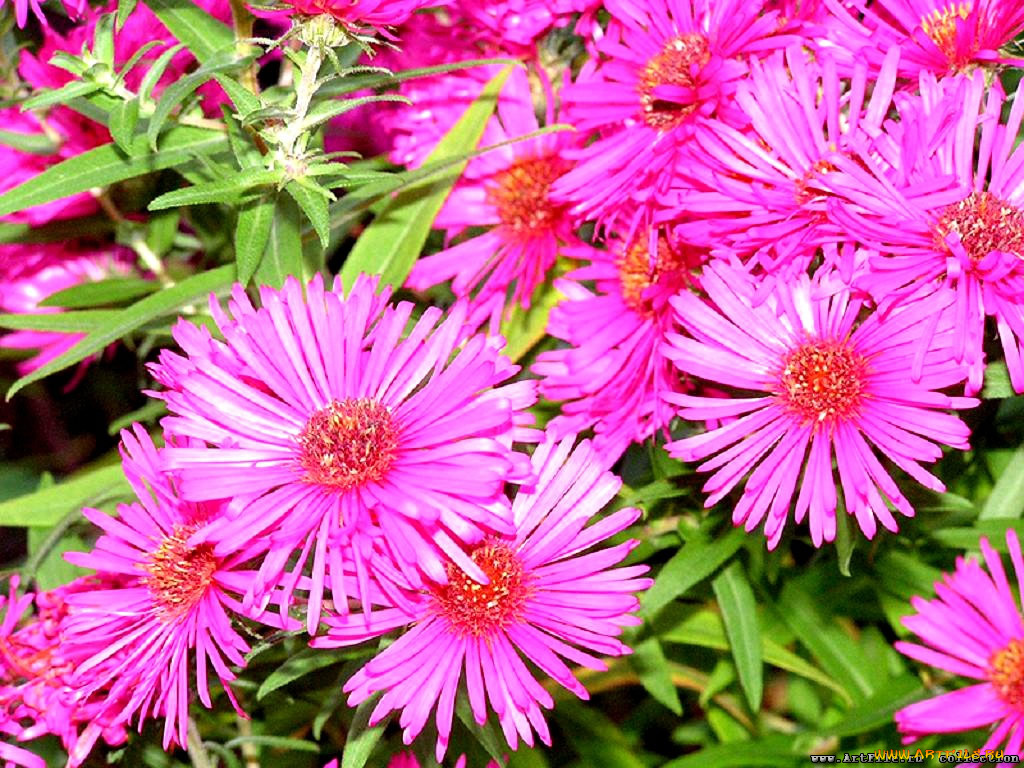 цветы, астры