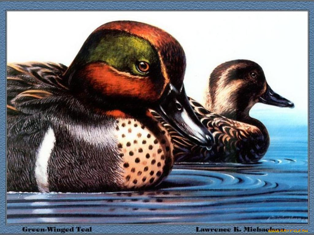 рисованные, животные, птицы, утки