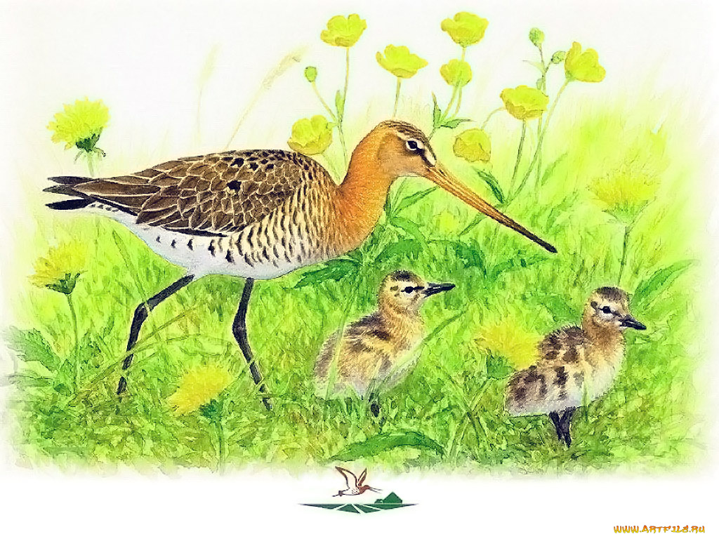 рисованные, животные, птицы