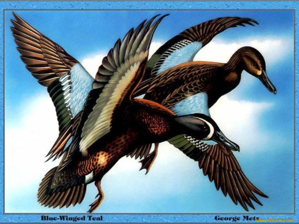 рисованные, животные, птицы, утки