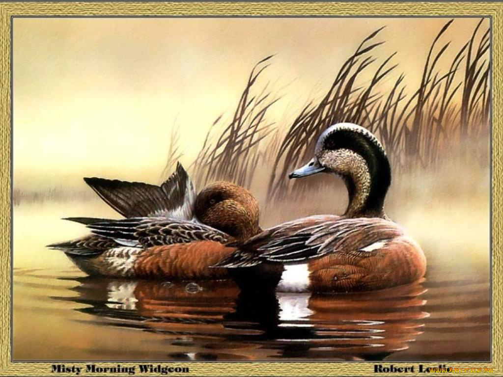 рисованные, животные, птицы, утки