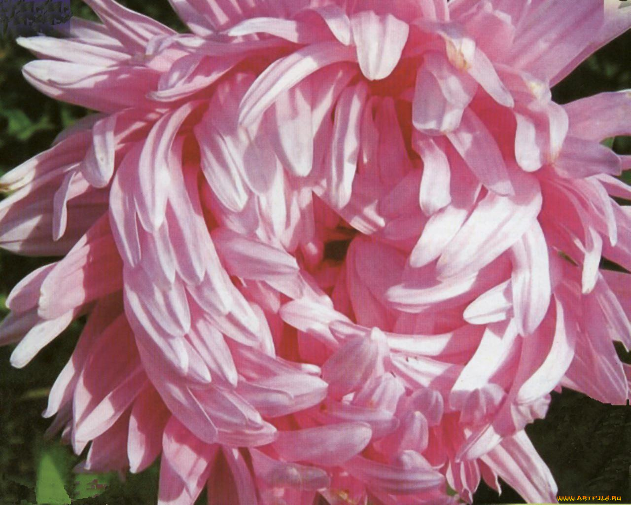 цветы, астры