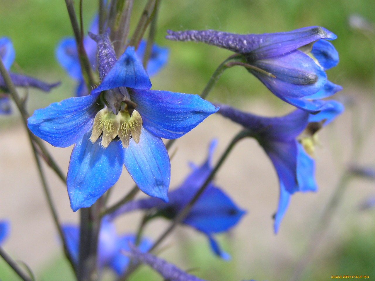 цветы, дельфиниум