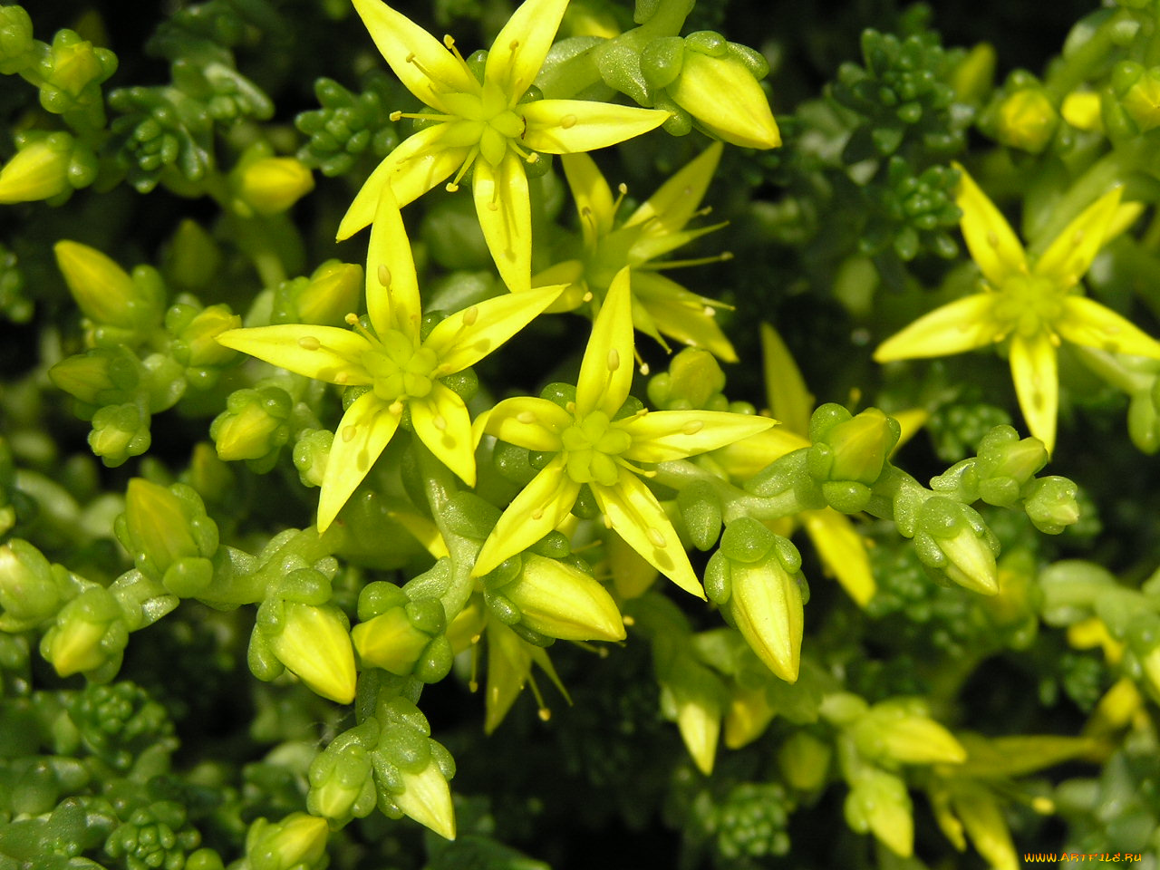 цветы, каланхоэ