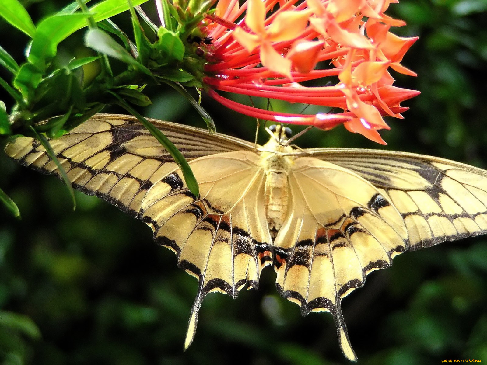 just, hanging, out, животные, бабочки