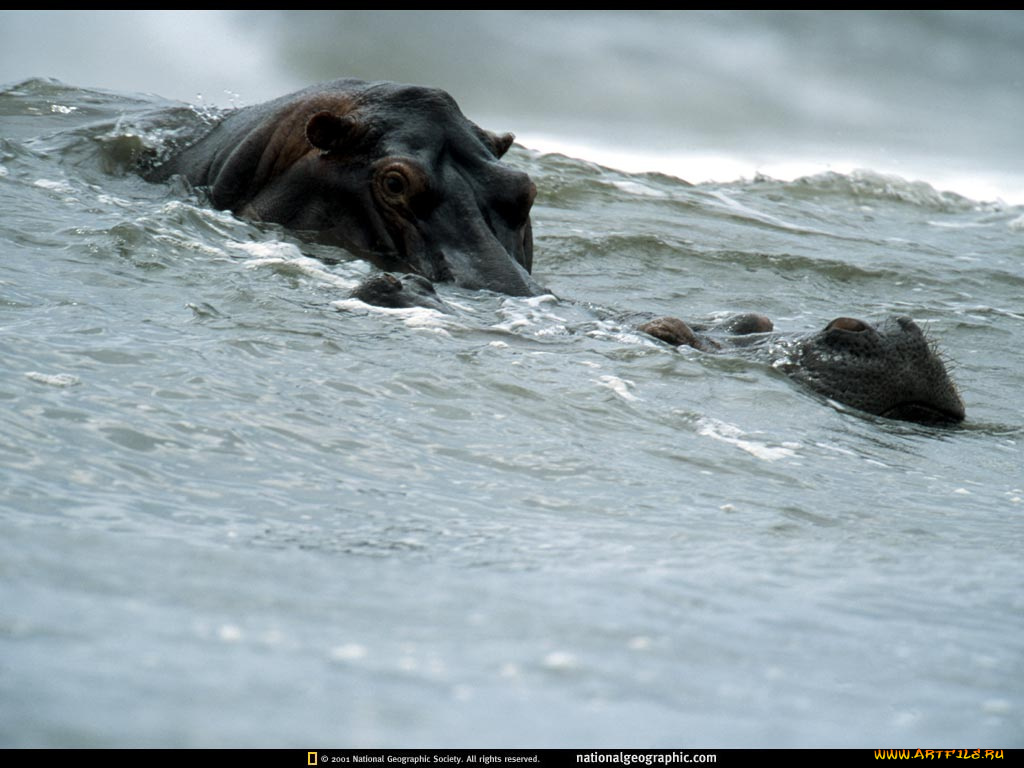 животные, бегемоты