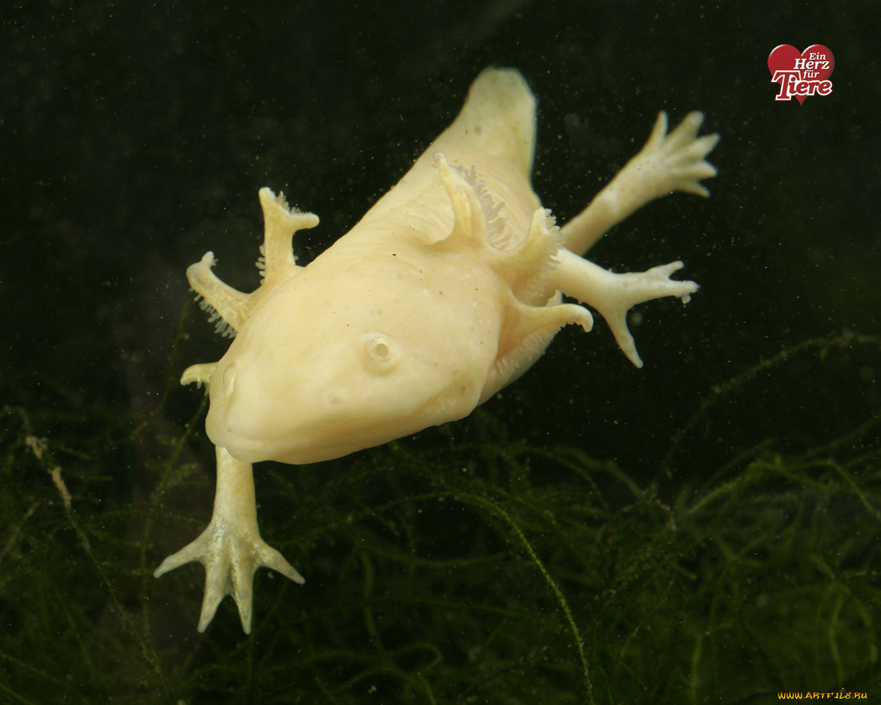 животные, другое