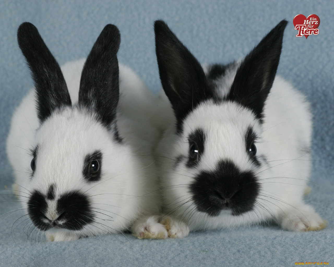 животные, кролики, зайцы