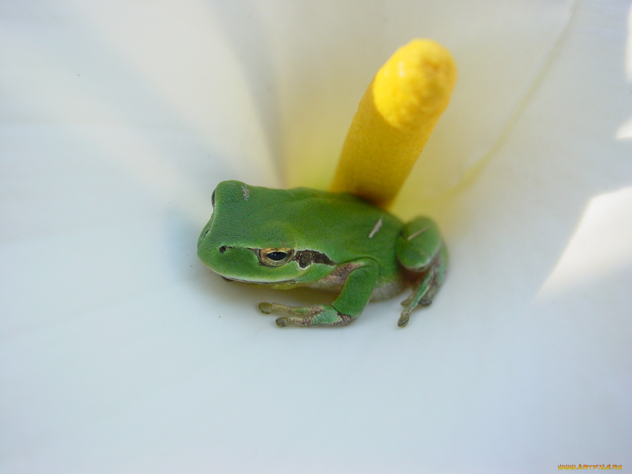 животные, лягушки