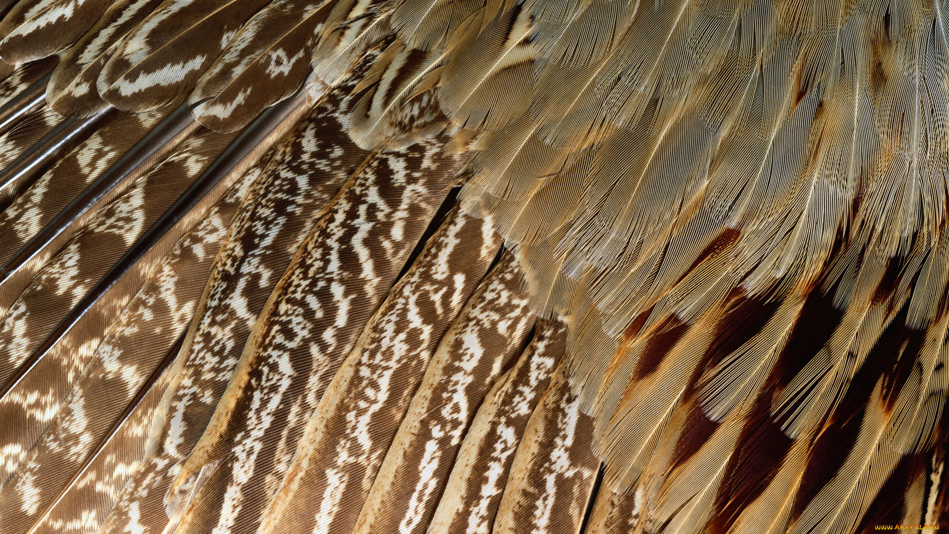 разное, перья