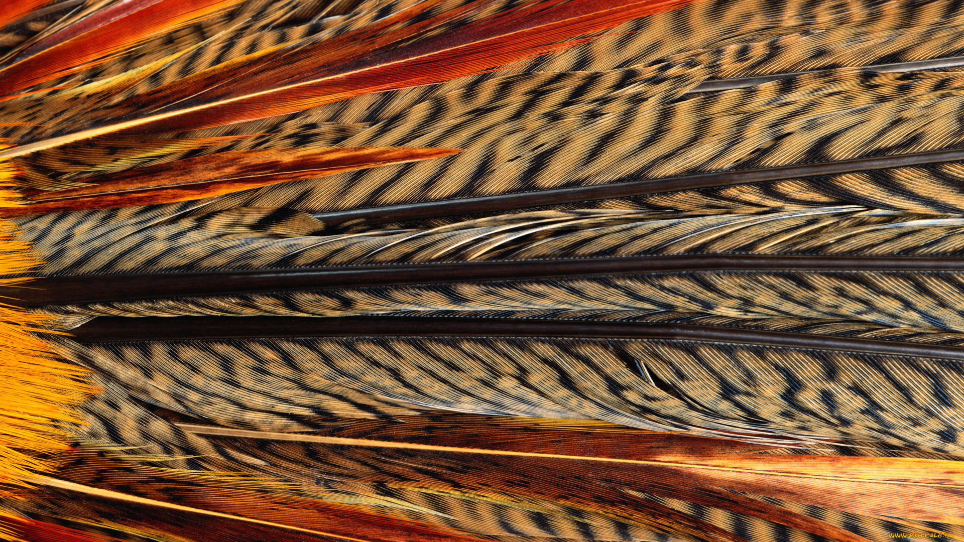 разное, перья