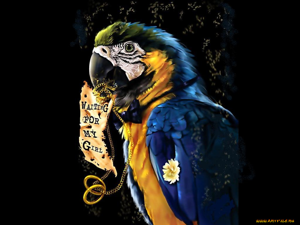 рисованные, животные, птицы, попугаи