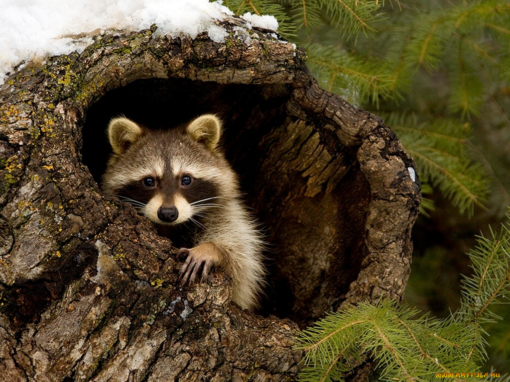 животные, еноты