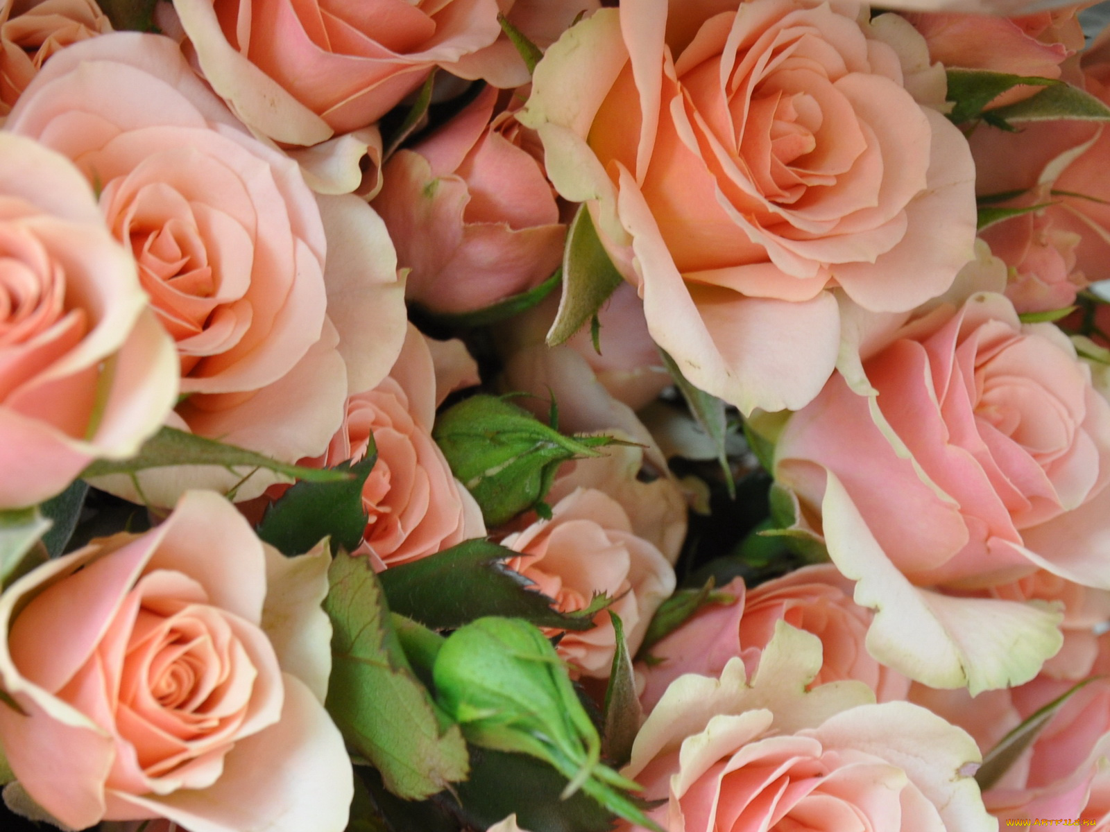 цветы, розы